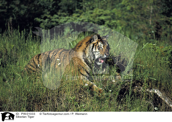 Sibirischer Tiger / Siberian Tiger / PW-01033