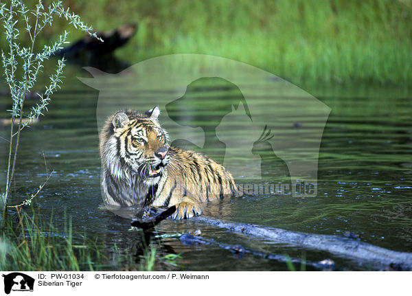 Siberian Tiger / PW-01034