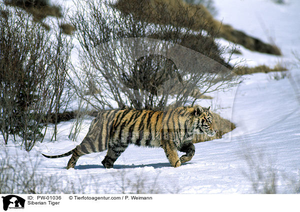 Siberian Tiger / PW-01036