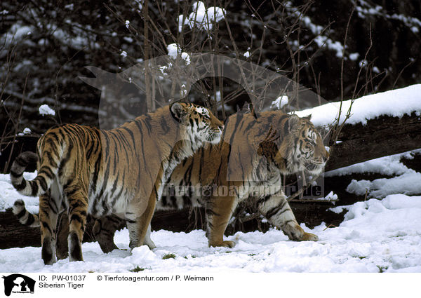 Siberian Tiger / PW-01037