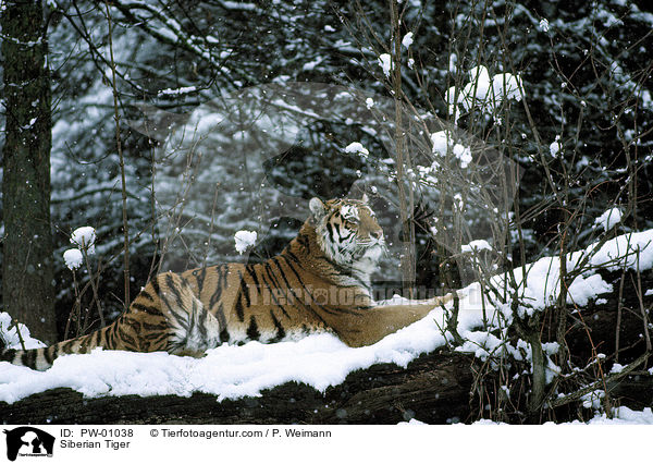 Siberian Tiger / PW-01038