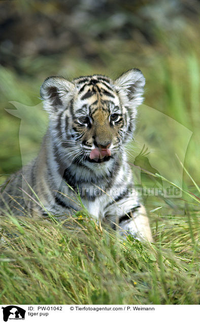 Tiger Welpe / tiger pup / PW-01042