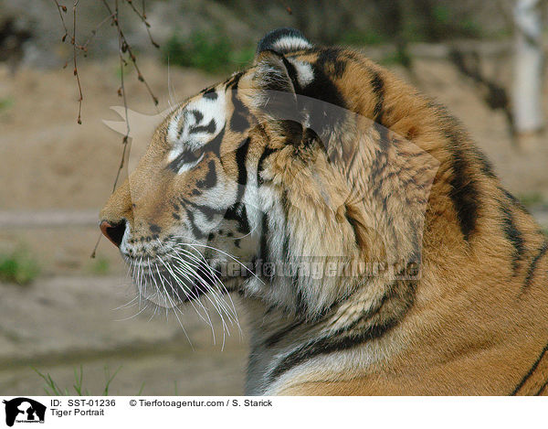 Tiger Portrait / SST-01236