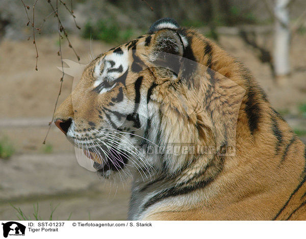 Amurtiger im Portrait / Tiger Portrait / SST-01237