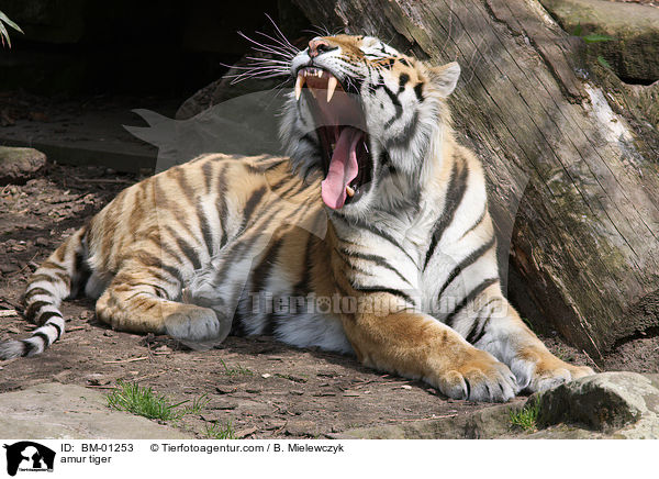 amur tiger / BM-01253