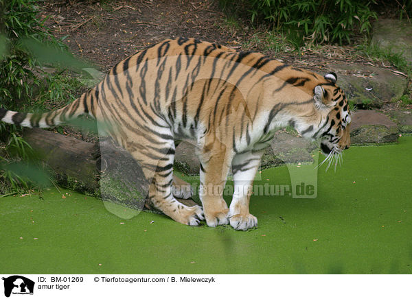 amur tiger / BM-01269