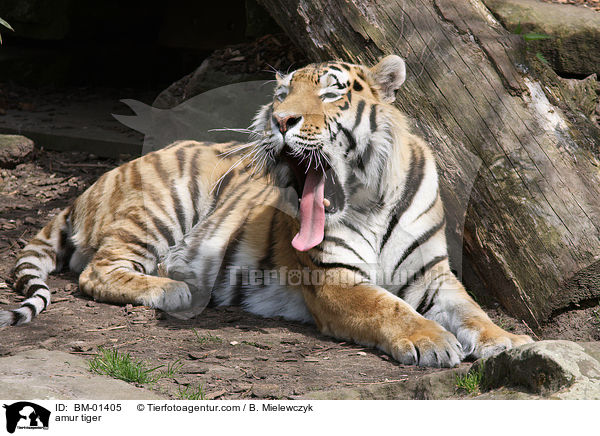 amur tiger / BM-01405