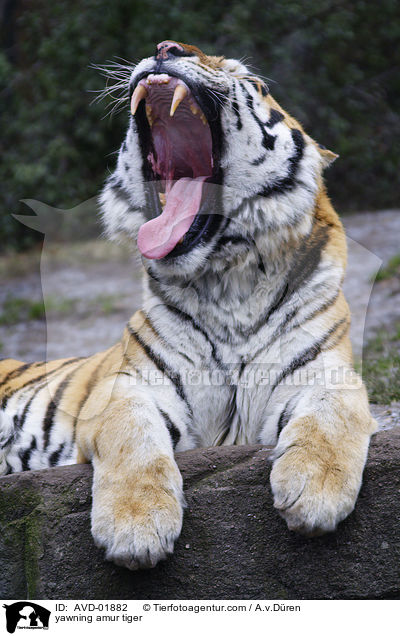 ghnender Sibirischer Tiger / yawning amur tiger / AVD-01882