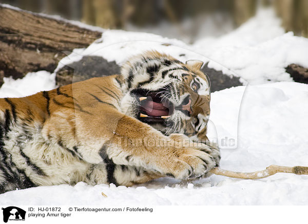 playing Amur tiger / HJ-01872