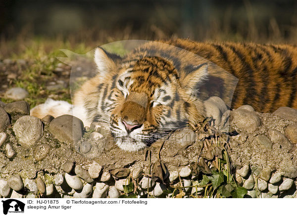 sleeping Amur tiger / HJ-01875