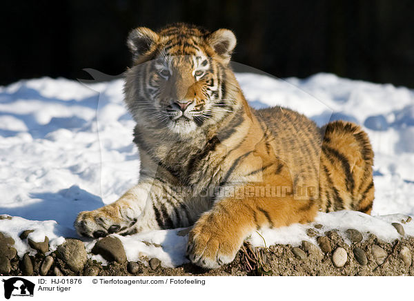 Amur tiger / HJ-01876