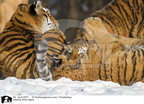 playing Amur tigers / HJ-01877