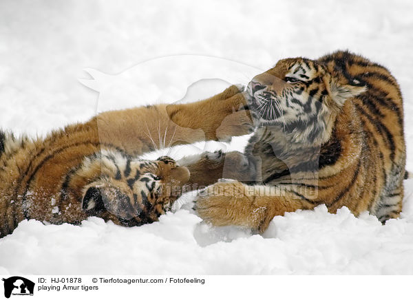 spielende Amurtiger / playing Amur tigers / HJ-01878