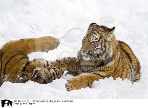 playing Amur tigers / HJ-01879
