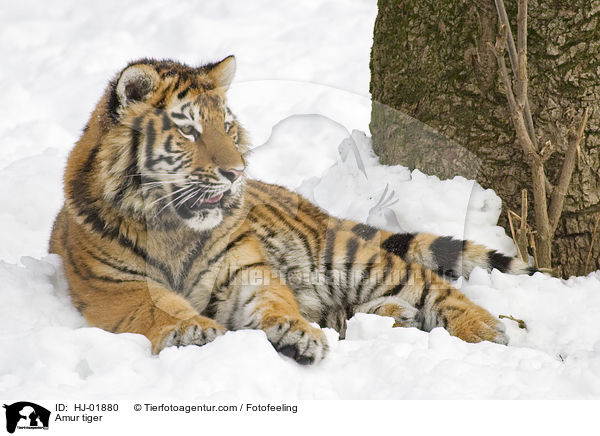 Amur tiger / HJ-01880