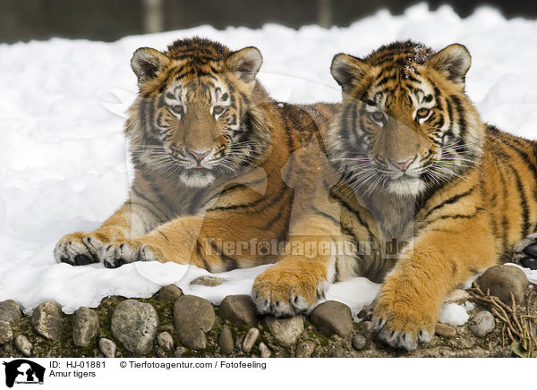 Amur tigers / HJ-01881