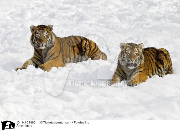Amur tigers / HJ-01882
