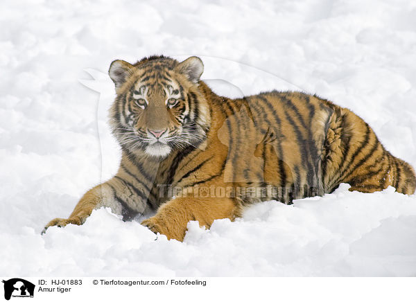 Amur tiger / HJ-01883