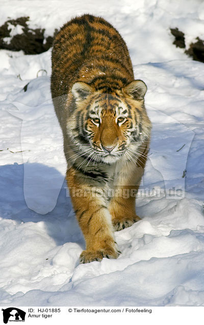 Amur tiger / HJ-01885