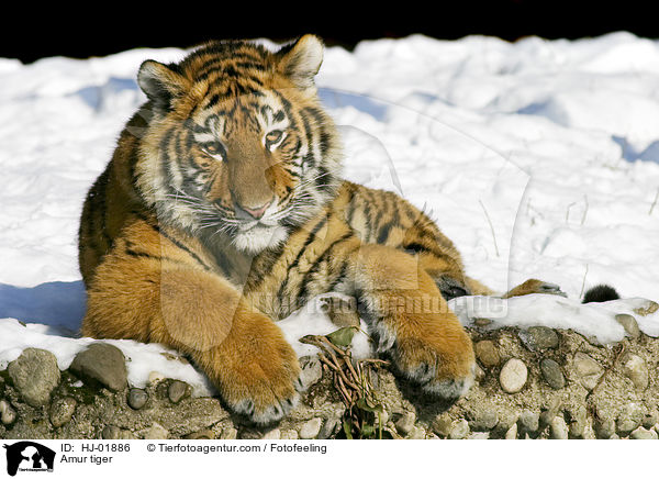 Amur tiger / HJ-01886