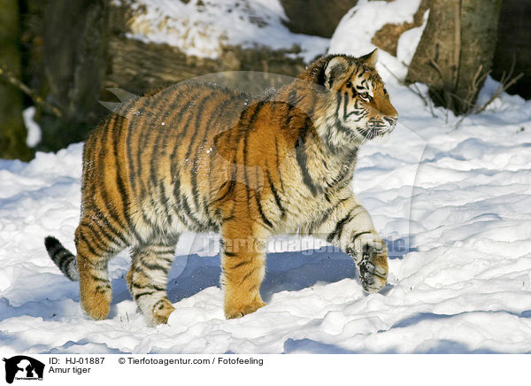 Amur tiger / HJ-01887