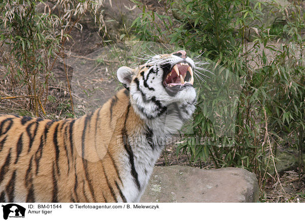 Amur tiger / BM-01544