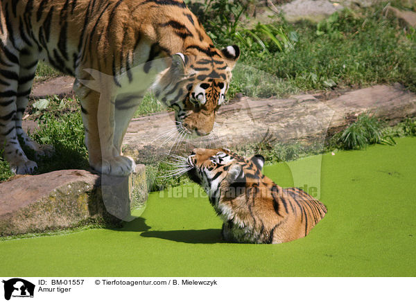 Amur tiger / BM-01557