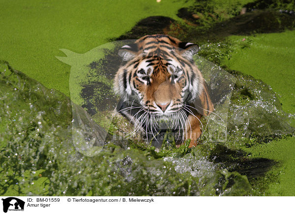 Amur tiger / BM-01559