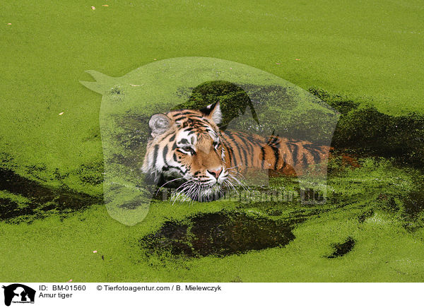 Amurtiger / Amur tiger / BM-01560