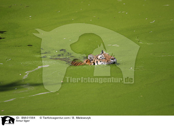Amurtiger / Amur tiger / BM-01564