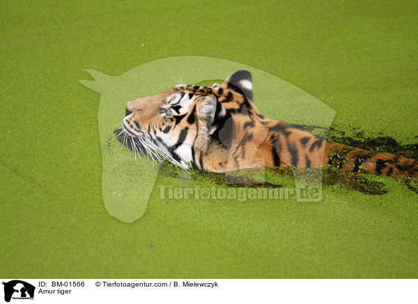 Amur tiger / BM-01566