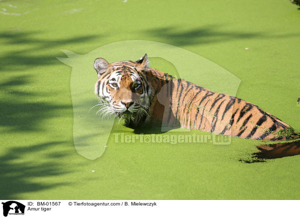 Amur tiger / BM-01567