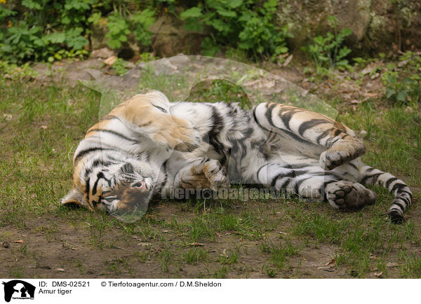 Amur tiger / DMS-02521