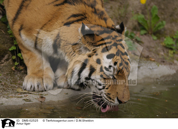Amur tiger / DMS-02525