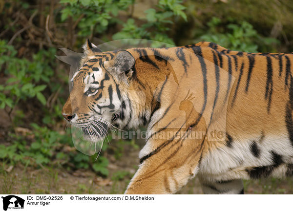 Amur tiger / DMS-02526