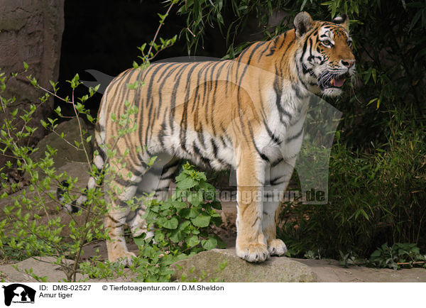 Amur tiger / DMS-02527