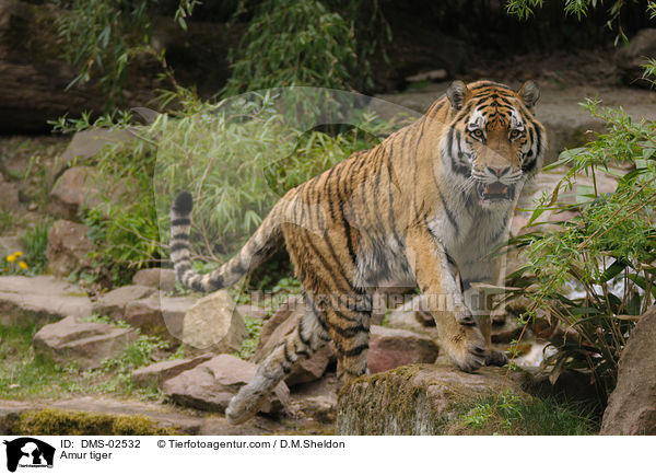 Amur tiger / DMS-02532