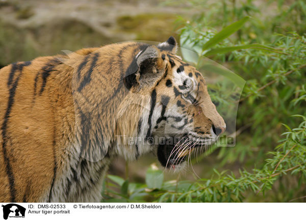 Amur tiger portrait / DMS-02533