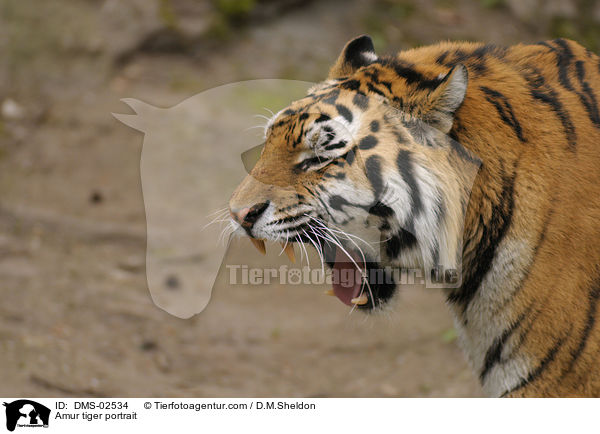 Amur tiger portrait / DMS-02534