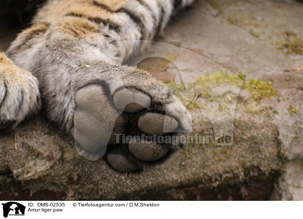 Amur tiger paw / DMS-02535