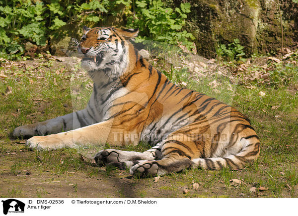 Amur tiger / DMS-02536