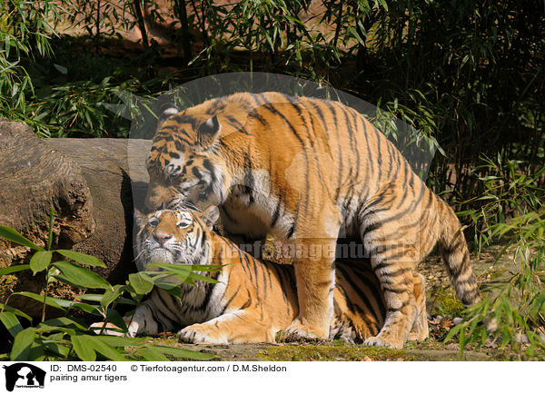 pairing amur tigers / DMS-02540