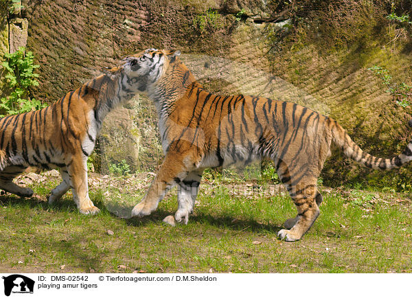 playing amur tigers / DMS-02542