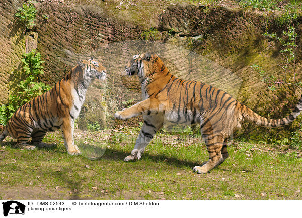 playing amur tigers / DMS-02543