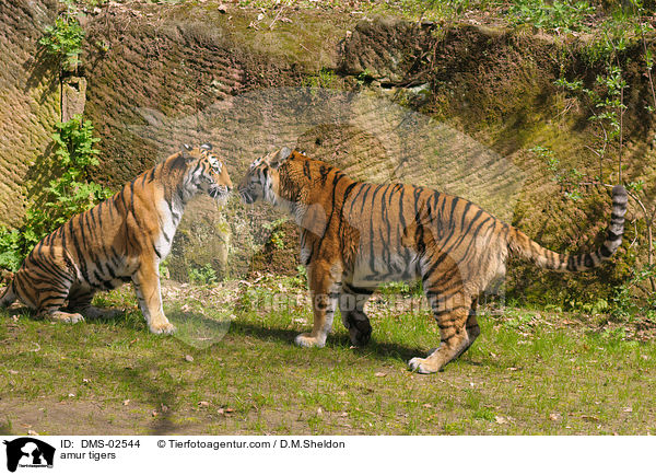 amur tigers / DMS-02544