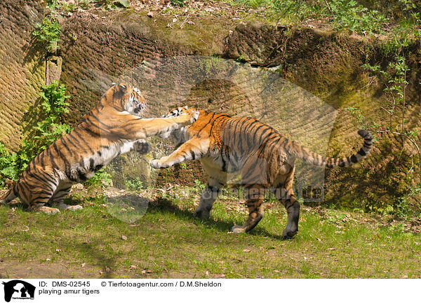 playing amur tigers / DMS-02545