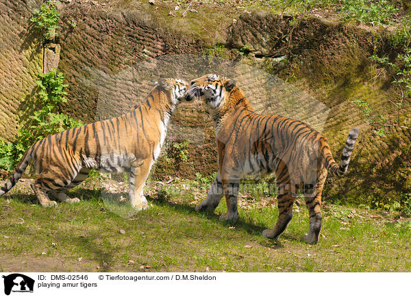 playing amur tigers / DMS-02546