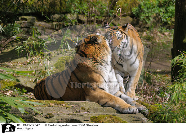 Amur tigers / DMS-02547