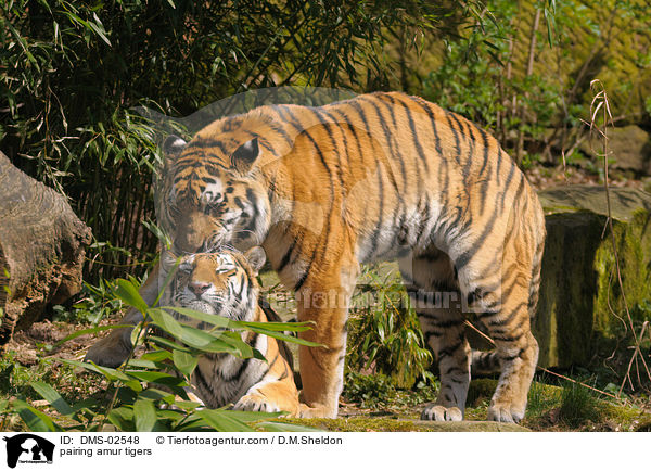 pairing amur tigers / DMS-02548