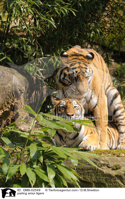 Amurtiger bei der Paarung / pairing amur tigers / DMS-02549